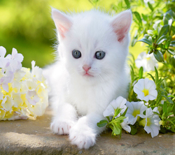 Beautiful Cat in Flowers