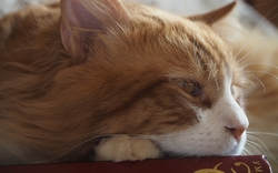 Beautiful Cat Lying HD Wallpaper