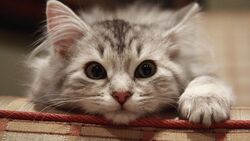 Beautiful Cat on Sofa