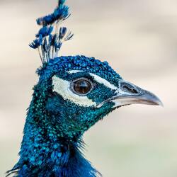 Beautiful Closeup Photography of Blue Peafowl