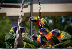 Beautiful Colorful Parrots 5K Pics