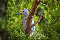 Beautiful Colourful Woodpecker Bird on Tree Photography