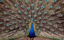 Beautiful Dancing Peacock
