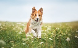 Beautiful Dog in Grass HD Wallpaper