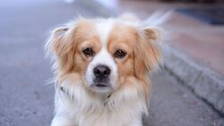 Beautiful Dog on Road