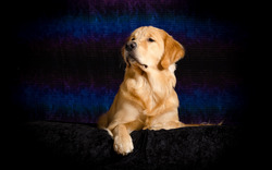 Beautiful Dog Sitting on Sofa HD Wallpaper