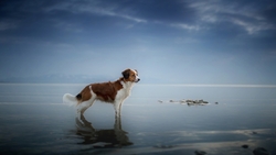 Beautiful Dog Standing Near Beach