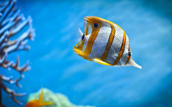 Beautiful Fish Ocean Animal Photo