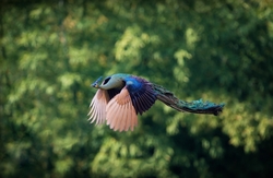Beautiful Flying Peacock Shoot