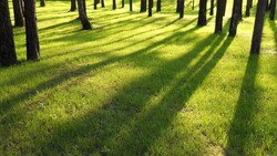 Beautiful Grass With Tree Shadow