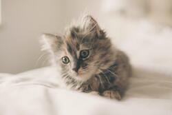 Beautiful Grayish Cat Baby on Bed