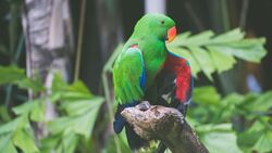 Beautiful Green Parrot Bird Sitting on Branch