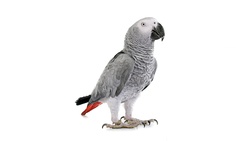 Beautiful Grey Parrot Background Image