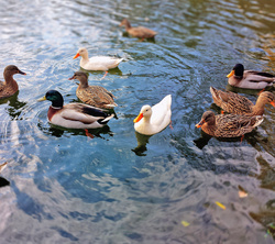 Beautiful Group of Baby Ducks