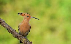 Beautiful Hoopoe Bird