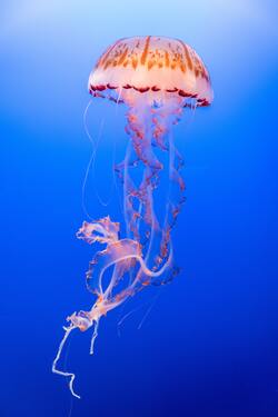Beautiful Jellyfish in Blue Sea