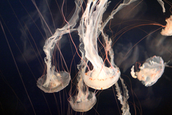 Beautiful Jellyfish in Sea