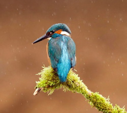 Beautiful Kingfisher Bird Photography in Rain