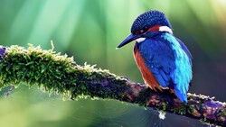 Beautiful Kingfisher Bird Sitting On A Tree