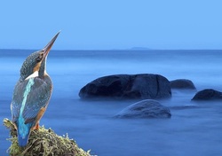 Beautiful Kingfisher Near Sea Photo