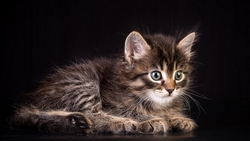 Beautiful Kitten Cat Lying HD Wallpaper