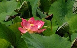 Beautiful Lotus Flower Photo
