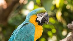 Beautiful Macaw Parrot Bird Portrait Photography