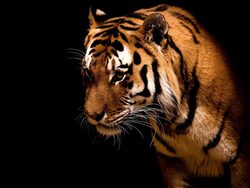Beautiful Majestic Tiger