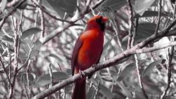 Beautiful Northern Cardinal Birds Image