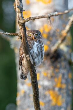 Beautiful Owl Perched on Tree Branch Images