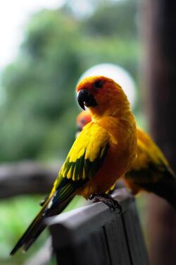Beautiful Parrot Bird in Home Garden