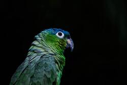 Beautiful Parrot Image
