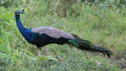 Beautiful Peacock Bird in Forest