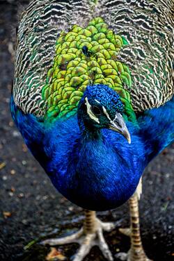 Beautiful Peacock Bird