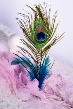 Beautiful Peacock Feather Creative Photo