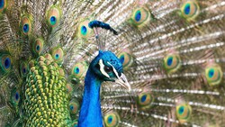 Beautiful Peacock Indian Bird Photo