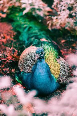 Beautiful Peacock Macro Photography