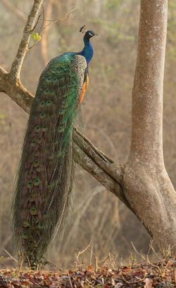 Beautiful Peacock Seating on Tree