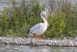 Beautiful Pelican Bird