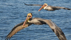 Beautiful Pelicans Flying Above Sea