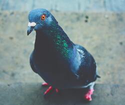 Beautiful Pigeon Bird Photo