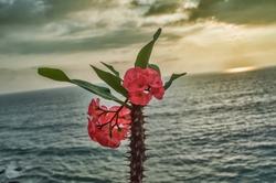 Beautiful Pink Flower