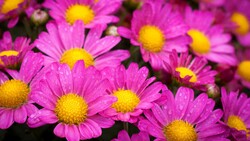 Beautiful Pink Flowers