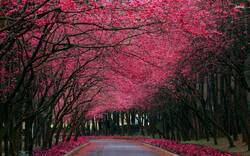 Beautiful Pink Trees Between Road