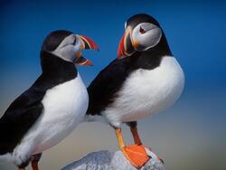 Beautiful Puffin Birds Photo