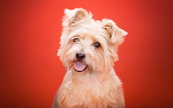 Beautiful Puppy With Red Background