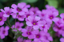 Beautiful Purple Flowers in Garden
