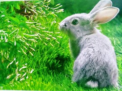 Beautiful Rabbit in Garden