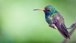 Beautiful Rainbow Feather Hummingbird