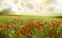 Beautiful Red and White Flower Farm